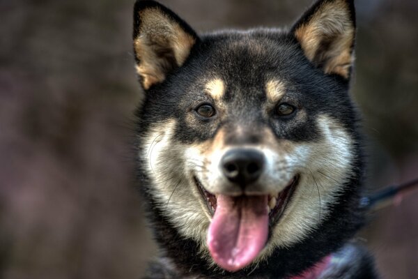 Hermoso perro sentado y sonriendo