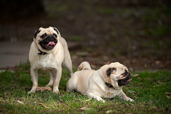 Cani amici di razza pug in natura