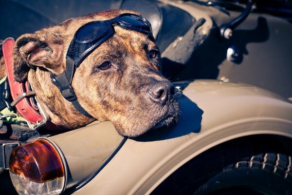 Cane motociclista con gli occhiali su una moto