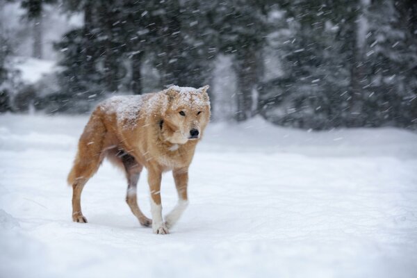 Rothaarige Hund in einem Schneesturm im Wald