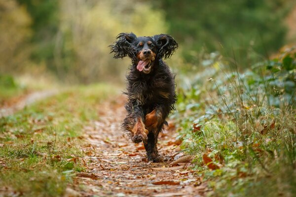 Chien de chasse sur le chemin de la forêt