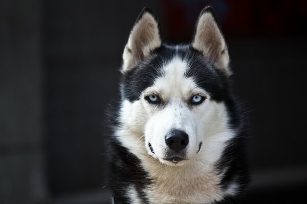 Serious malamute with blue eyes