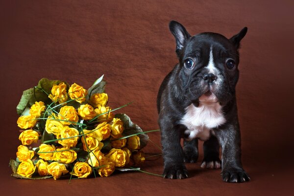 Cucciolo carino vicino a un mazzo di rose gialle