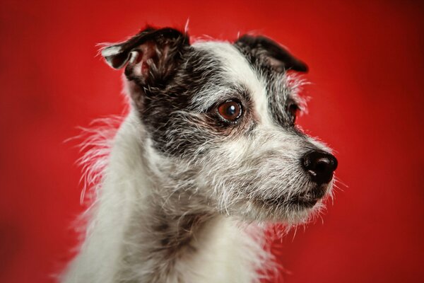 Foto Hund Hintergrund rot