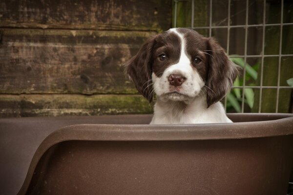 A small puppy is sitting in a vat