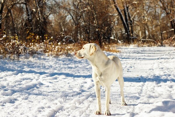 White dog in late autumn