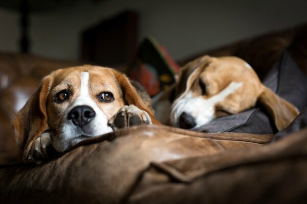 Zwei Hunde schlafen auf der Couch