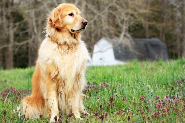 Golden Retriever se sienta en la hierba contra el fondo del granero