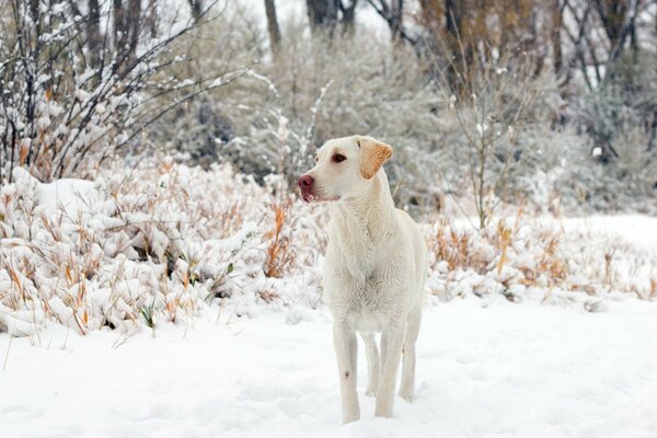 Weißer Hund auf Schnee Hintergrund