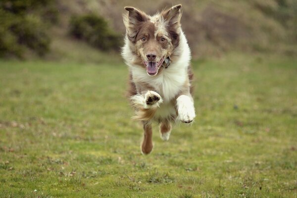 Chien joyeux tout en courant dans le champ