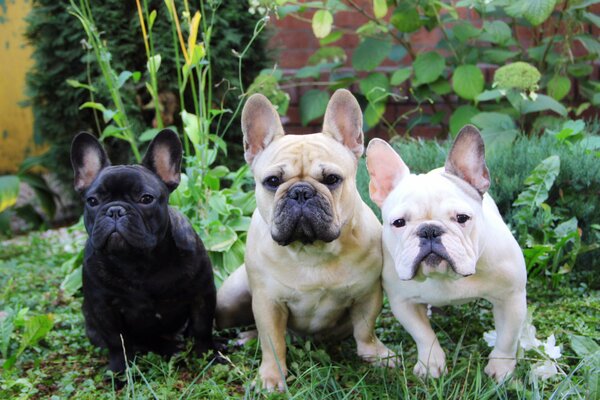 Tres cachorros de Bulldog francés