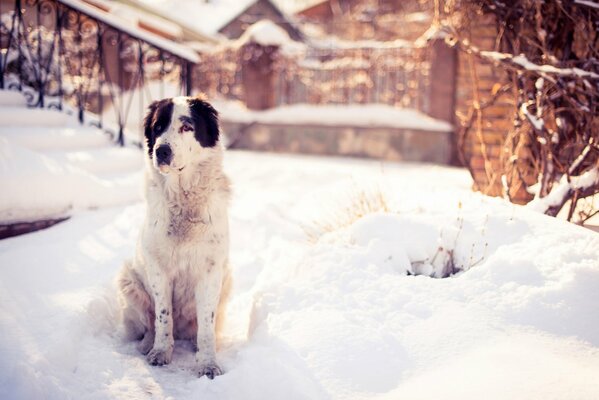 Cane seduto vicino al portico in inverno