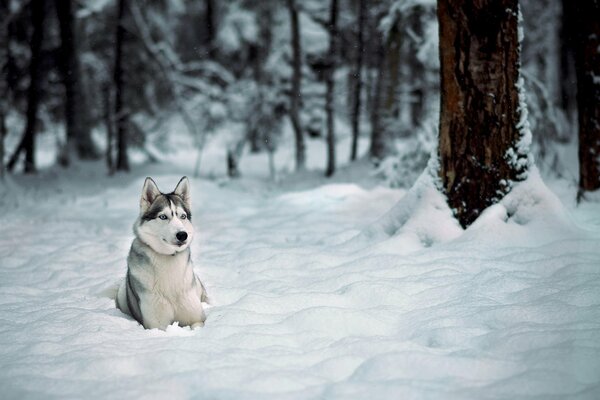 Husky sits in the snow in winter