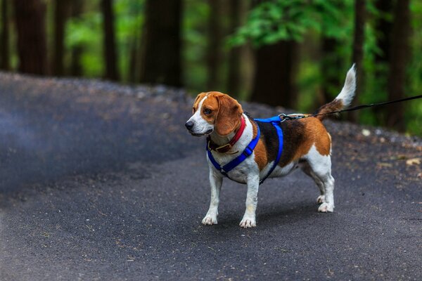 Harness options for Beagle dogs