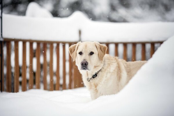 Golden Retriever im Winterhof vor dem Hintergrund eines Holzzauns