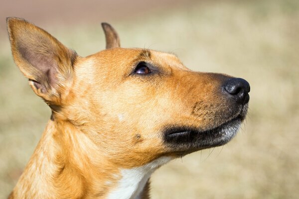 Il cane guarda devotamente il proprietario