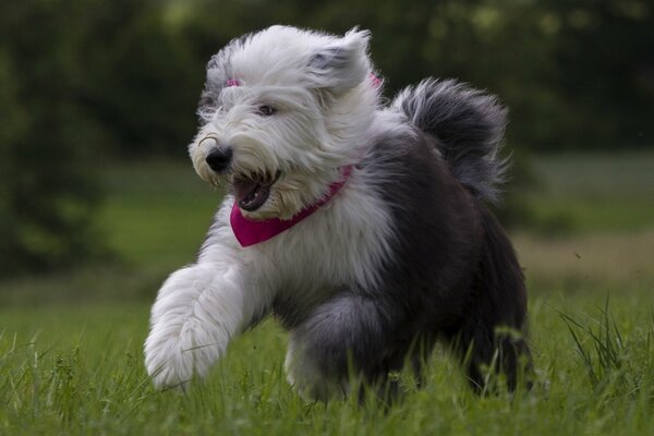 Cucciolo bianco che corre in un prato verde