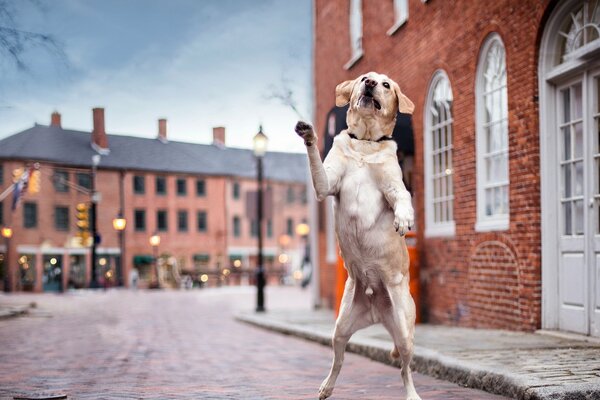 Dog dancin on the street