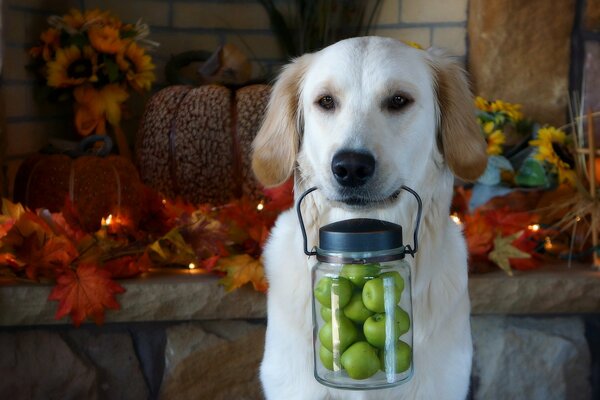 Chien blanc porte des pommes