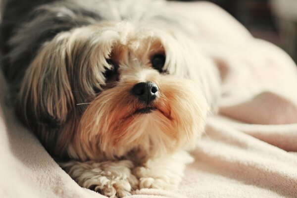 Kleiner Hund in einer Decke mit einem süßen Maulkorb