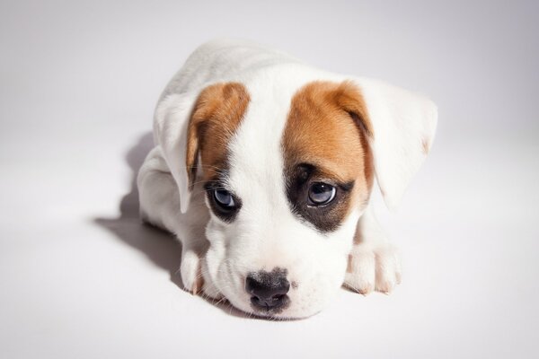 Cachorro pit Bull blanco con oreja marrón