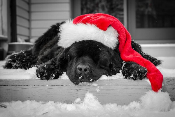 A black dog in a red hat sleeps in the snow