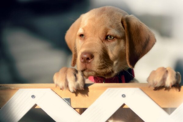 A puppy with a cute look on the fence