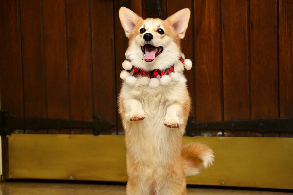 Happy corgi on his hind legs