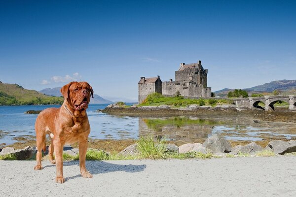 Chien sur fond de château en Écosse