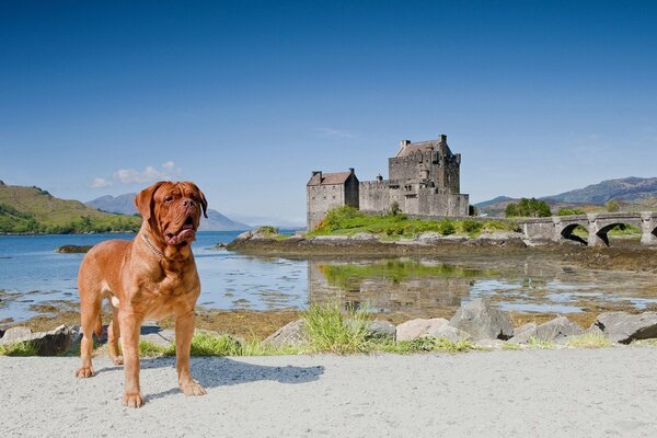 Pies na tle zamku w Szkocji