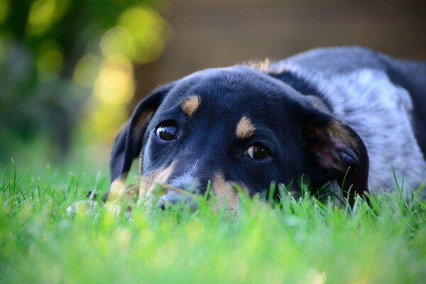 The dog is lying on the grass