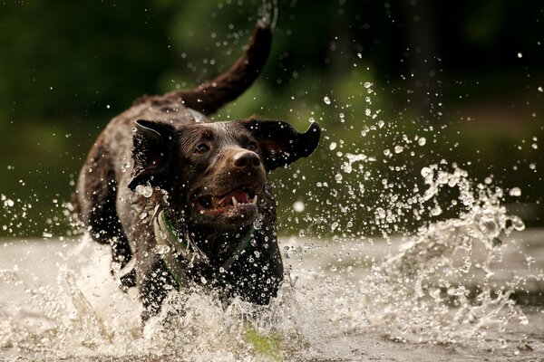 Hund läuft über Wasser mit Hundespritzen