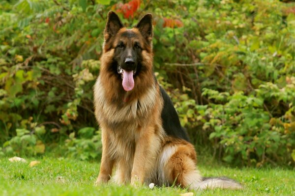 Deutscher Schäferhund ist ein Freund des Mannes