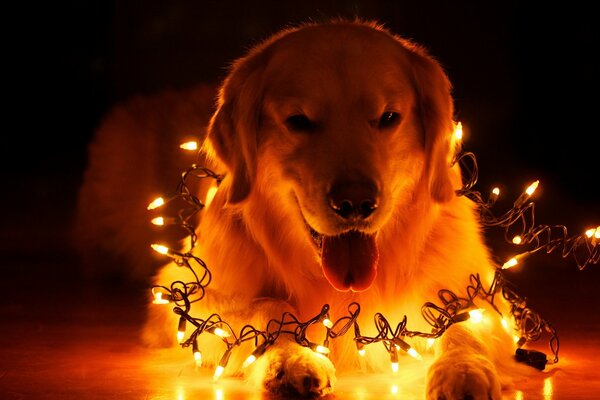 Ambiance festive chien et guirlande