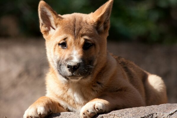 Lindo perro dingo cachorro