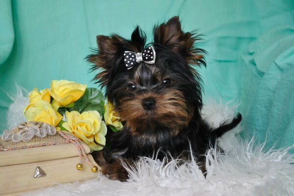 Yorkshire Terrier mit Bogen. Süßes Hündchen