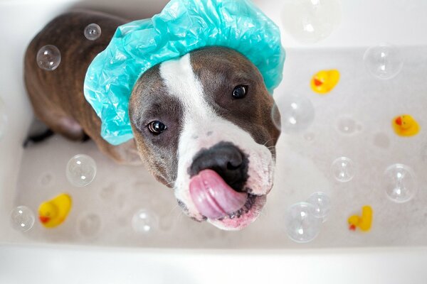 Le regard du chien dans la salle de bain