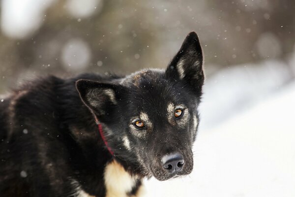 Schwarzer Malamute mit weißen Flecken