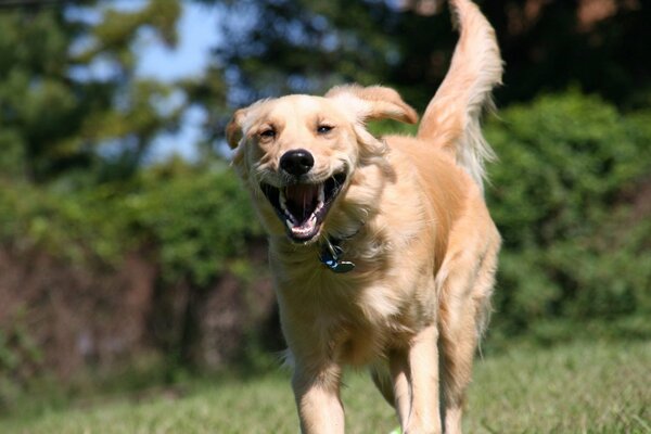 Ein lächelnder Golden Retriever läuft