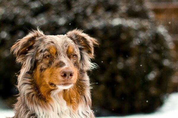 Immagine di un cane in inverno