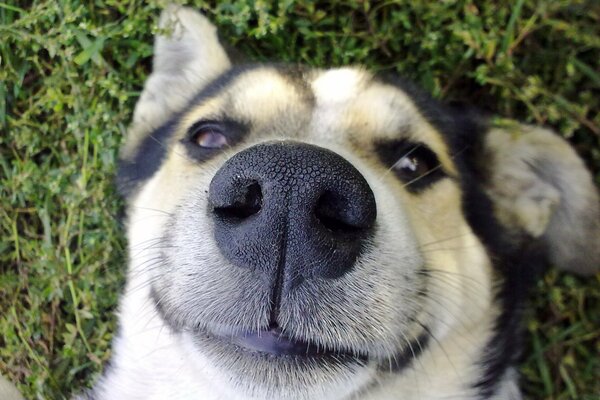 Happy dog face on the grass