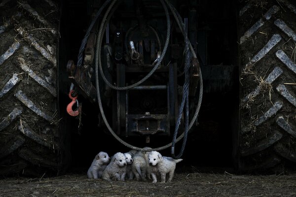 Small puppies on the background of a large tractor