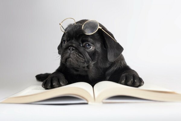 Un perro inteligente con gafas Lee el libro