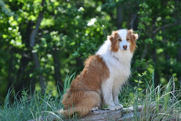 Kleiner-ein weißer Hund schaut freundlich zu