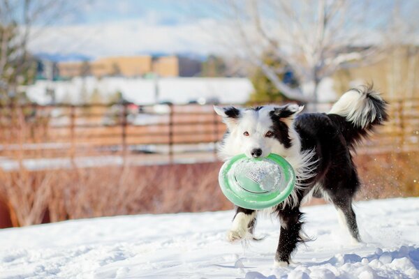 Winter game in the yard with a dog