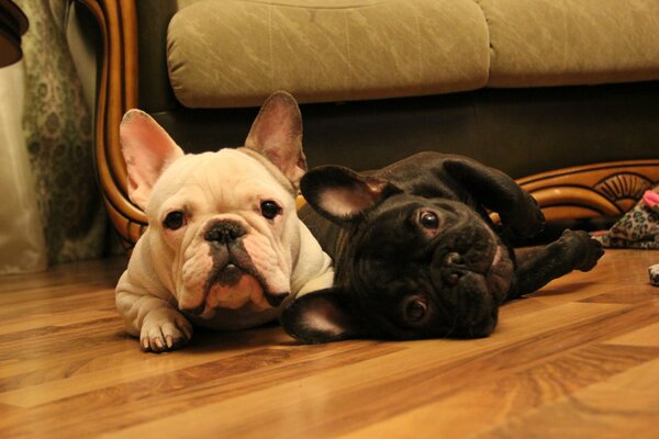 French bulldogs of tiger color and white-fawn with a curious look