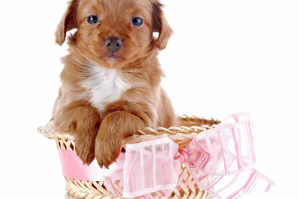 Netter Hund in einem Korb mit einem rosa Band