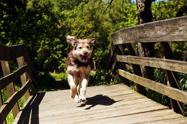 In summer, a dog runs across the bridge