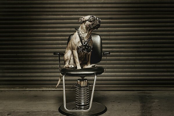 Chien métallurgiste sur une chaise avec des lunettes