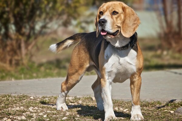 Ein Hund der Rasse Beagle auf einem Spaziergang